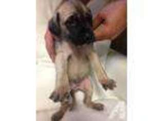 Mastiff Puppy for sale in SACRAMENTO, CA, USA