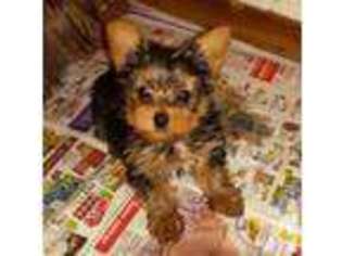 Yorkshire Terrier Puppy for sale in DEWITT, VA, USA