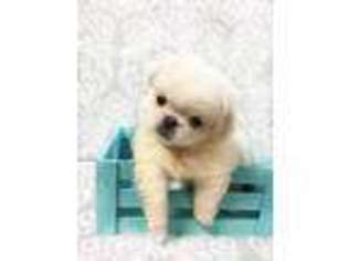 Pekingese Puppy for sale in Petal, MS, USA
