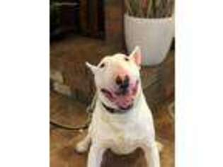 Bull Terrier Puppy for sale in Memphis, TN, USA