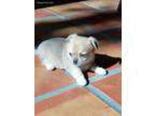 Chihuahua Puppy for sale in El Paso, TX, USA