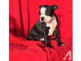 Boston Terrier Puppy for sale in LUFKIN, TX, USA