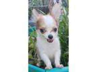 Chihuahua Puppy for sale in Cabool, MO, USA