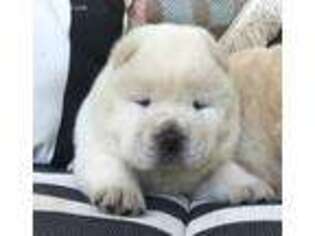 Chow Chow Puppy for sale in Chapmansboro, TN, USA