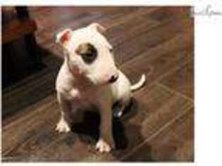Bull Terrier Puppy for sale in Houston, TX, USA