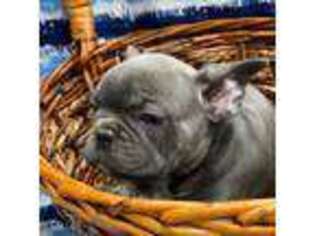French Bulldog Puppy for sale in Woods Cross, UT, USA
