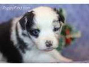 Australian Shepherd Puppy for sale in Carthage, MO, USA