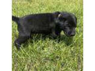 Labrador Retriever Puppy for sale in Seibert, CO, USA