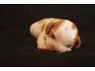 Cavalier King Charles Spaniel Puppy for sale in Seymour, MO, USA