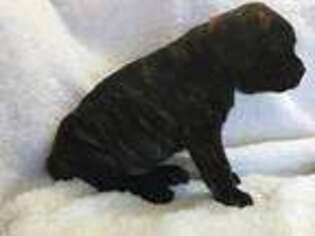 Cane Corso Puppy for sale in Fountain, CO, USA
