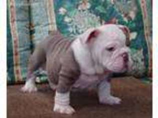 Bulldog Puppy for sale in Stanley, NM, USA