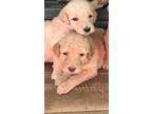 Goldendoodle Puppy for sale in Winfield, AL, USA
