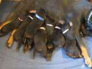 Rottweiler Puppy for sale in STEVENSVILLE, MI, USA