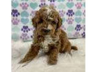 Goldendoodle Puppy for sale in Atlanta, GA, USA