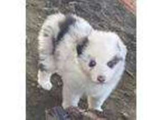 Miniature Australian Shepherd Puppy for sale in Shepherd, MT, USA