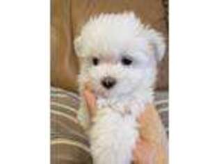 Maltese Puppy for sale in Columbus, GA, USA