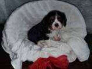 Cavalier King Charles Spaniel Puppy for sale in Arcola, IL, USA