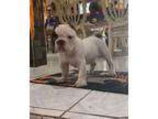 Mutt Puppy for sale in Mission, TX, USA