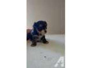 Yorkshire Terrier Puppy for sale in MATTHEWS, GA, USA