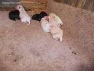 Mutt Puppy for sale in Gaston, SC, USA
