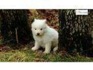 Samoyed Puppy for sale in Springfield, MO, USA