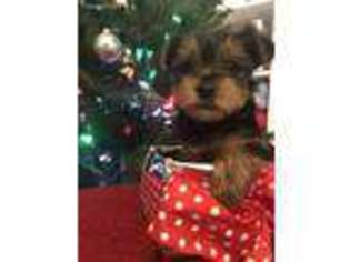 Yorkshire Terrier Puppy for sale in Federal Way, WA, USA