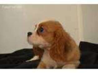 Cavalier King Charles Spaniel Puppy for sale in Fayetteville, AR, USA