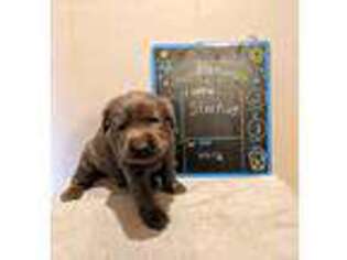 Labrador Retriever Puppy for sale in Evart, MI, USA