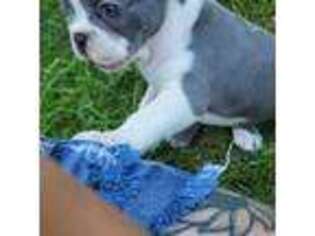 French Bulldog Puppy for sale in Platte City, MO, USA