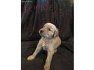 Golden Retriever Puppy for sale in Sulphur Springs, TX, USA