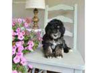 Mutt Puppy for sale in Bridgeport, WV, USA