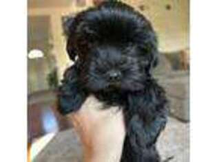 Havanese Puppy for sale in Etters, PA, USA