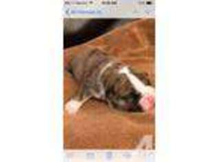 Bulldog Puppy for sale in EATON, OH, USA