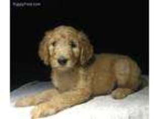 Goldendoodle Puppy for sale in Romulus, NY, USA