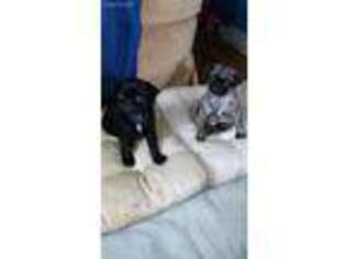 Pug Puppy for sale in South Rockwood, MI, USA