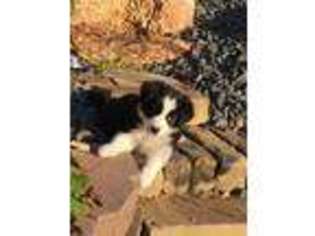 Border Collie Puppy for sale in Perryville, MO, USA