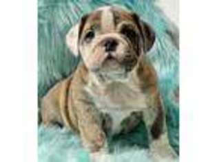 Bulldog Puppy for sale in Lucerne Valley, CA, USA