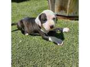 American Staffordshire Terrier Puppy for sale in Anza, CA, USA