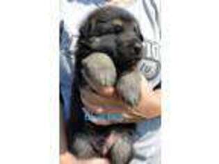 German Shepherd Dog Puppy for sale in Seymour, MO, USA