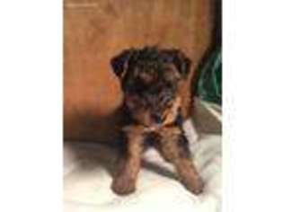 Welsh Terrier Puppy for sale in Nathalie, VA, USA