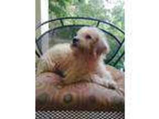 Labradoodle Puppy for sale in Nunnelly, TN, USA