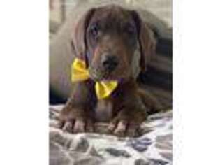 Great Dane Puppy for sale in Wildomar, CA, USA