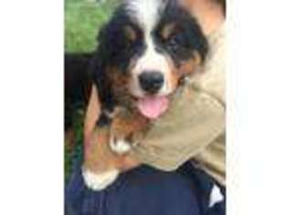 Bernese Mountain Dog Puppy for sale in Spring Run, PA, USA