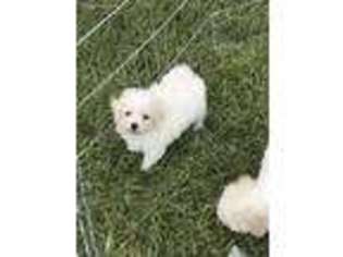 Bichon Frise Puppy for sale in Plant City, FL, USA