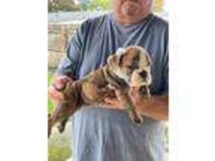 Bulldog Puppy for sale in Elwood, IN, USA