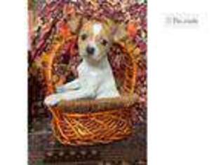 Rat Terrier Puppy for sale in Cleveland, OH, USA