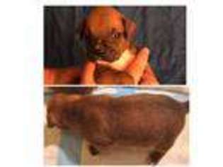 Boxer Puppy for sale in Harrisburg, IL, USA