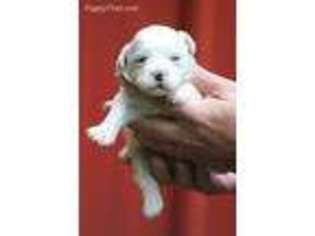 Coton de Tulear Puppy for sale in Pell City, AL, USA