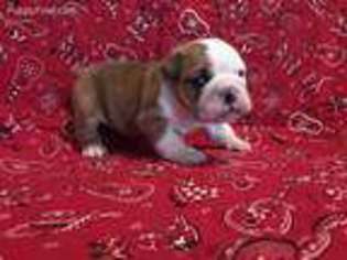 Bulldog Puppy for sale in Tishomingo, OK, USA