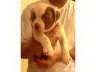 American Bulldog Puppy for sale in HIALEAH, FL, USA